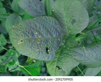 877 Plant Diseases Caused By Bacteria Images, Stock Photos & Vectors ...