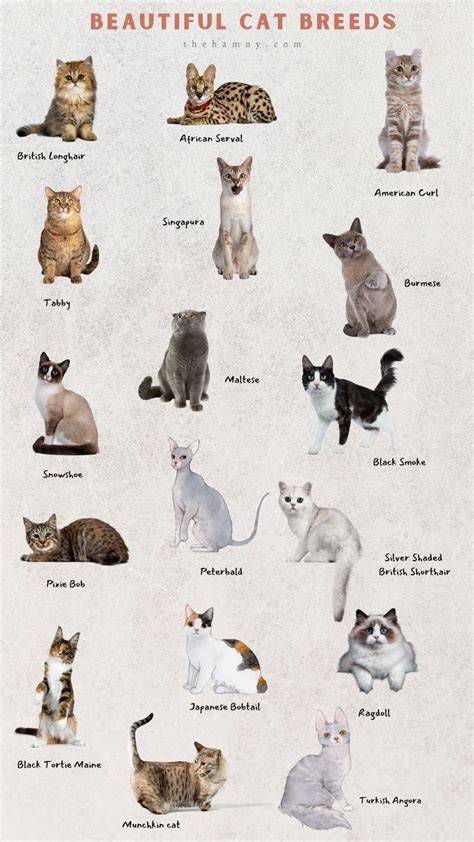 Beautiful Cat Breeds | Cat breeds, Cute cat breeds, Types of cats breeds