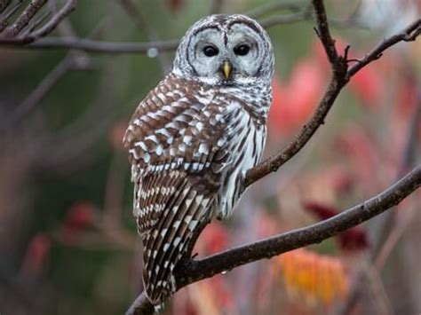 Do Owls Eat Bats? - Sonoma Birding