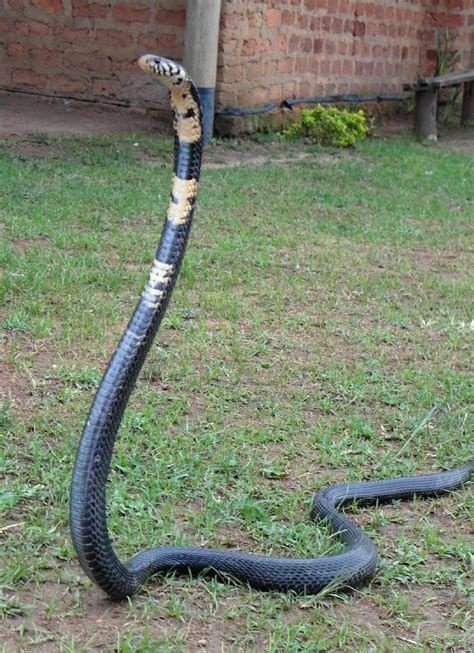 Forest Cobra (Naja melanoleuca) | Poisonous snakes, Reptiles and ...