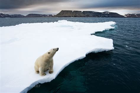 Photograph Polar Bear on Melting Ice by Paul Souders | WorldFoto on 500px