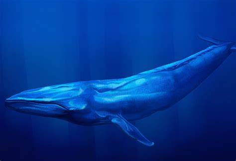 Amazing and Interesting Blue Whale Facts for Kids