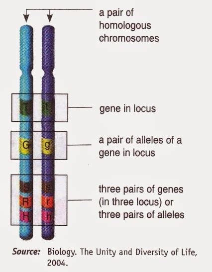 Gene is Located Inside Chromosome - New Science Biology