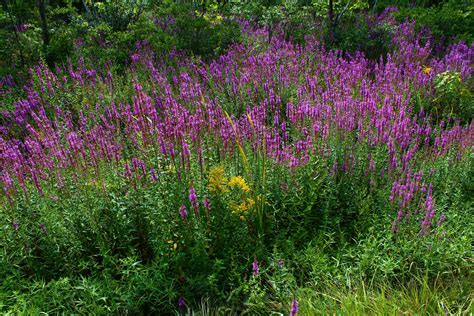 Roadside Wildflowers - Purple Loosestrife with som by kmjackson on ...