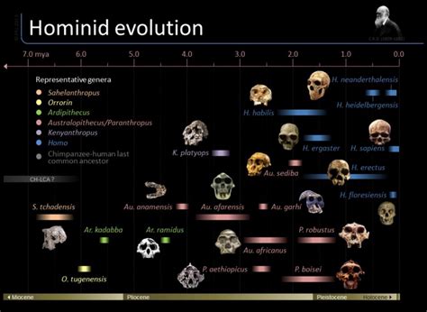 Hominid_Timeline - The Hominid Post