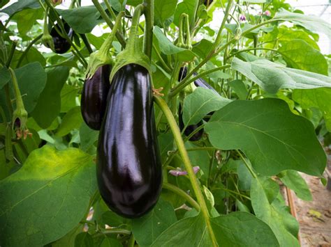 Planting and Growing Eggplant | HGTV