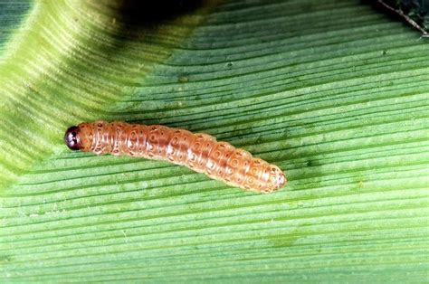 European Corn Borer Larva On A Leaf Photograph by Keith Weller/us ...