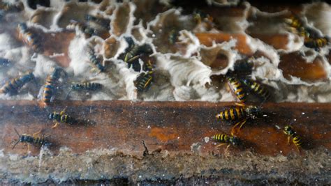 A rare, creepy sight: Yellow jacket queens behind beehive glass (2023)