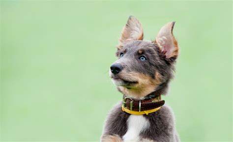 Identifying Dog Breeds By Ears