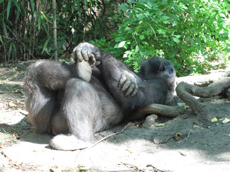 Bronx Zoo 2010 - Gorilla - ZooChat