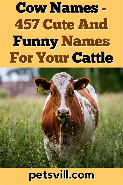 Cow Names – 457 Cute And Funny Names For Your Cattle | Cow names, Funny ...