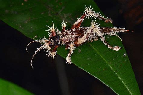 Cordyceps: The Most Terrifying Fungus You've Ever Seen | Insectos ...