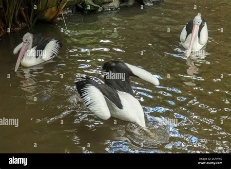 Australian Pelican Pelecanus conspicillatus swimming. The Australian ...