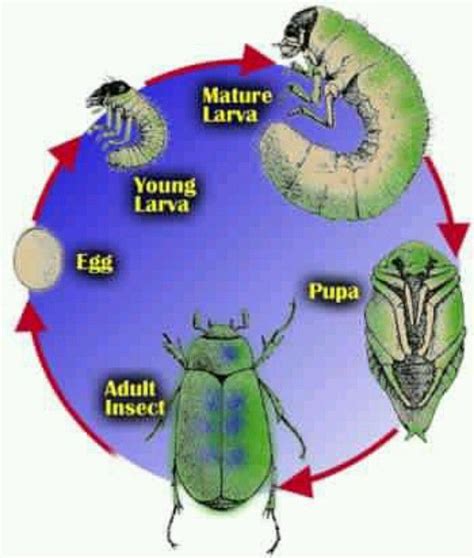 Grub worm cycle | Summer science, Life cycles, Insects