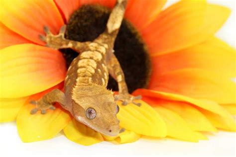 How To Care For A CRESTED GECKO! – Urbaki Pets