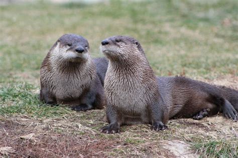 North American River Otter - Potawatomi Zoo