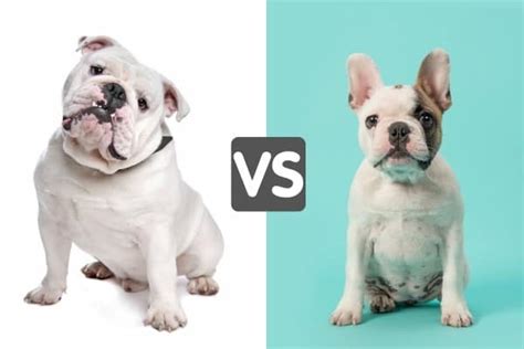 English Bulldog Vs. French Bulldog: Which Is Right for You? (2024)