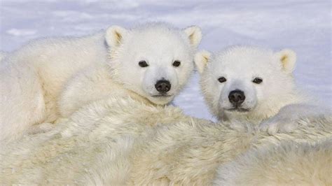 2 Cute Polar Bear Cubs HD desktop wallpaper : Widescreen : High ...