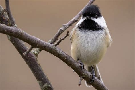 Carolina Chickadee: Bird Identification, Habits, Facts, Nesting - Bird ...