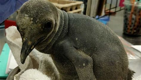 Kansas City Zoo comes up with a winter name for newest king penguin chick