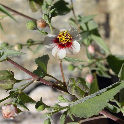 Abutilon incanum - Pelotazo, Hoary Abutilon - Southeastern Arizona ...