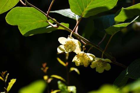 Kiwi Fruit Flower Summer - Free photo on Pixabay - Pixabay