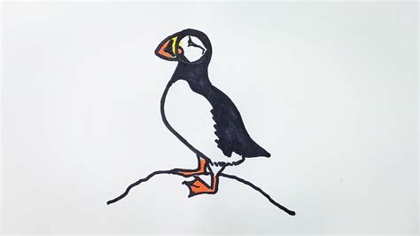 Puffin Drawing ~ Atlantic Puffin Or Common Puffin Illustration Drawing ...