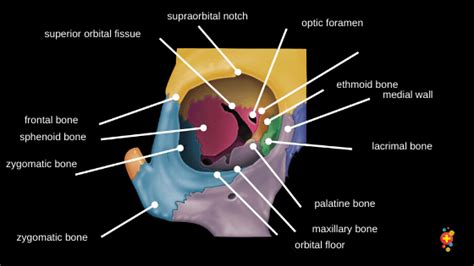 Orbital fractures