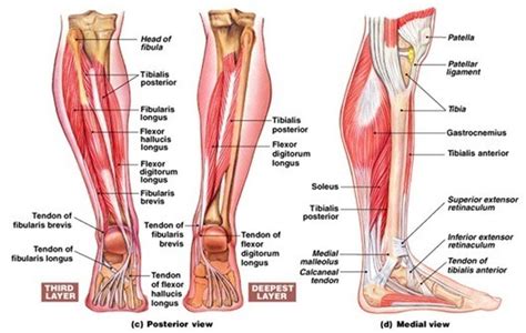 TIGA KELOMPOK OTOT SAAT BERLARI | Indonesia Fitness Trainer Association