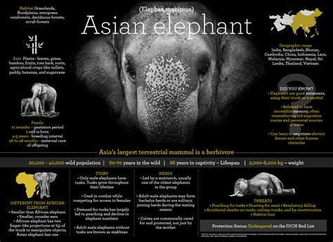 Asian Elephant Facts: Habitat, Threats, Weight | RoundGlass | Sustain