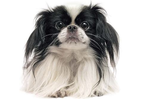 JAPANESE CHIN DOG | lupon.gov.ph