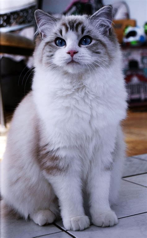 27 Top Photos Lynx Ragdoll Cat Price - The Chocolate Ragdoll Cat ...