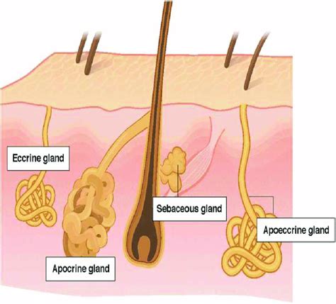 Apocrine gland - Definition and Examples - Biology Online Dictionary