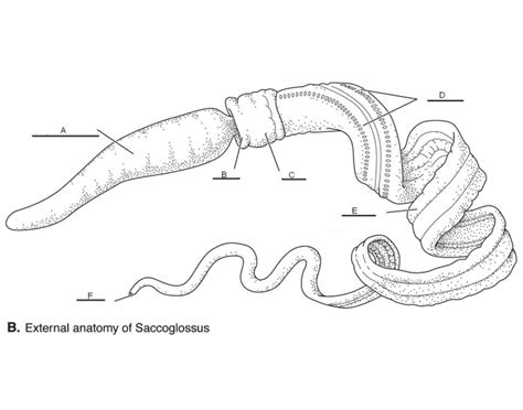 Acorn Worm External Anatomy Quiz