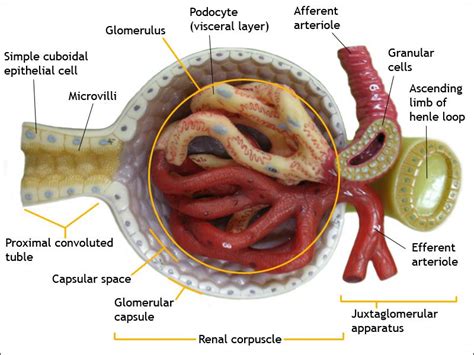 #Glomerulus #Kidney #Anatomy Kidney Anatomy, Medical Anatomy, Medicine ...