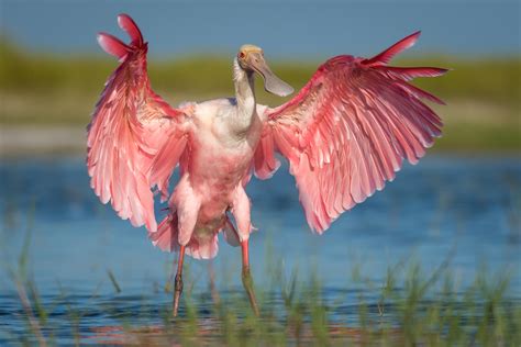 Audubon Studies of the Roseate Spoonbill Track Population Rebound ...