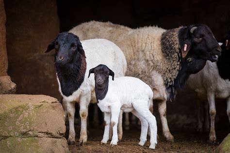 Somaliland Archives - Native Breed.org