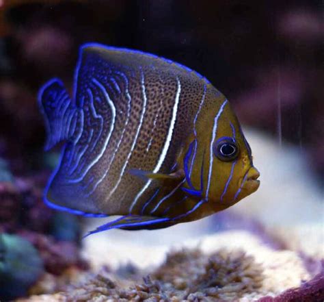 Koran Angelfish - Reef Safe | Size | Juvenile | Care | Facts | Diet ...