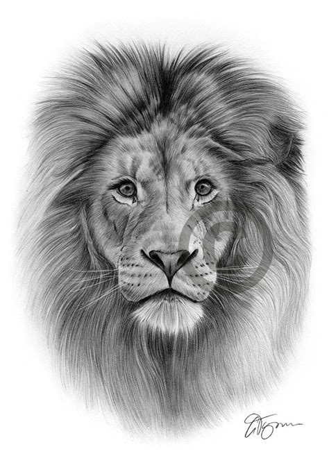 AFRICAN LION artwork pencil drawing print A3 / A4 sizes signed by UK ...