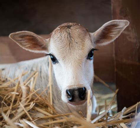 Miniature Zebu by Janeane Rose Sanborn / 500px | Baby cows, Cute baby ...