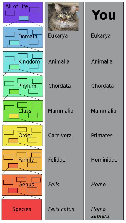 Carolus Linnaeus: Classification, Taxonomy & Contributions to Biology ...