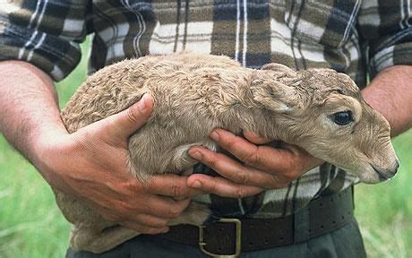 Saiga Antelope Facts, Habitat, Extinction, Life Cycle, Baby, Pictures