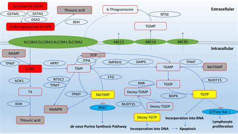 Azathioprine Mechanism Of Action Ibd - slidesharetrick