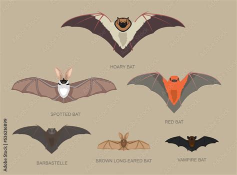 Bat Species Sizes Comparison Cartoon Vector Illustration Stock Vector ...