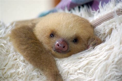 Baby Sloth Wallpaper - WallpaperSafari