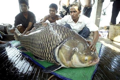 Mekong Giant Catfish – "OCEAN TREASURES" Memorial Library