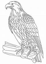 Eagle Coloring Pages Tailed Bald Template Hawk Bird Colouring Wedge Drawing Red Print Tony Color Kids American Templates Printable Powerful sketch template