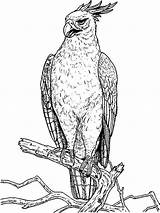 Coloring Pages Hawk Hawks Birds Kids Printable Atlanta Color Recommended sketch template