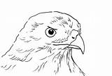 Hawk Coloring Samanthasbell Printable sketch template