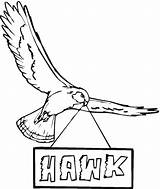 Hawk Coloring Pages Printable Hawks Red Tailed Kids Supercoloring Saved sketch template